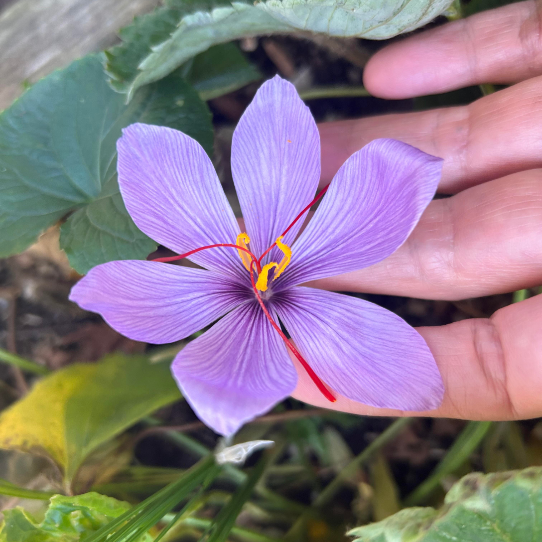 Catching up with Melissa: Harvest Time at the NYU Urban Farm Lab